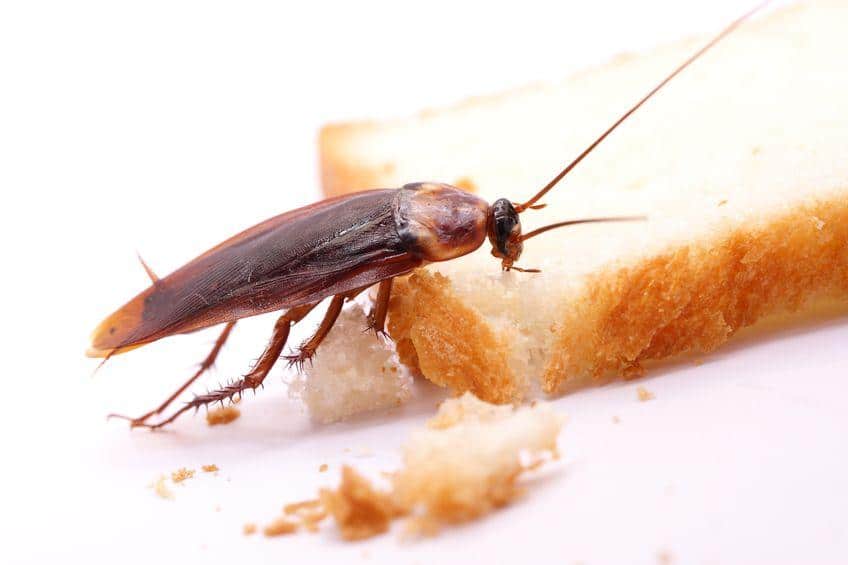 insetto mangiapane