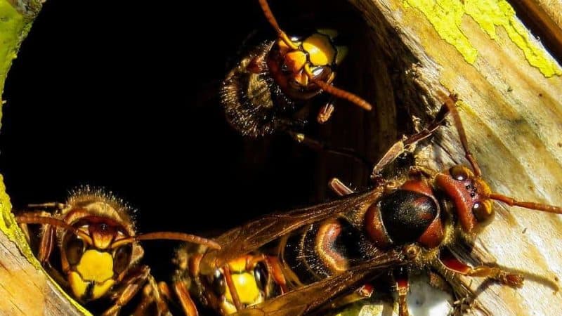 disinfestazione calabroni brescia