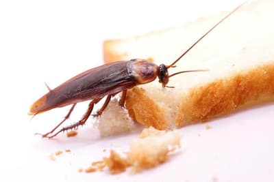 insetto mangiapane