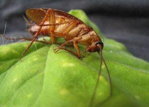 Disinfestazione blatte esemplare di scarafaggio disinfestazione blatte